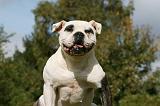 BOULEDOGUE AMERICAIN 305
